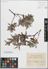 Foto von Salix glauca L.